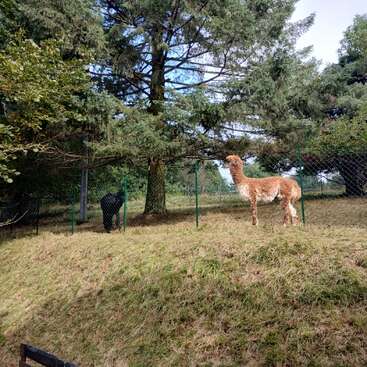 The image depicts two alpacas in a fenced-in area, with one standing and the other sitting, surrounded by trees and grass, set against a cloudy sky.