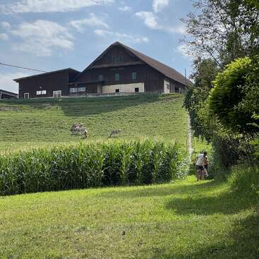 La imagen representa una serena escena rural con un gran granero, frondosos campos verdes y algunas vacas pastando, con una persona caminando por un sendero en primer plano.