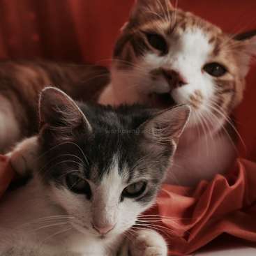 The image features two cats, one with a white face and grey fur, the other with brown and white fur, both gazing directly at the camera.