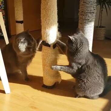 Das Bild zeigt zwei graue Katzen, die sich in einem gut beleuchteten Raum spielerisch mit einem Kratzbaum beschäftigen. Die Katzen befinden sich auf einem Holzboden.