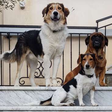 The image depicts three dogs standing on a marble staircase with black metal railings, set against a beige wall background. The dogs are the main focus of the image.