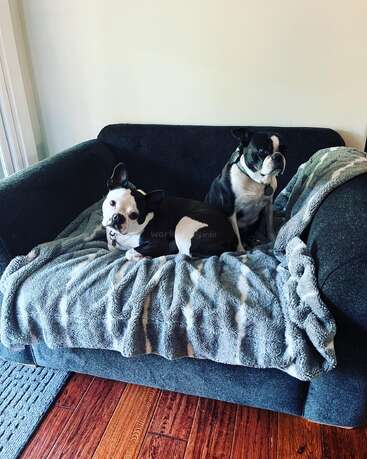 The image depicts two black and white Boston Terriers sitting on a dark blue couch, with a gray blanket draped over the seat.