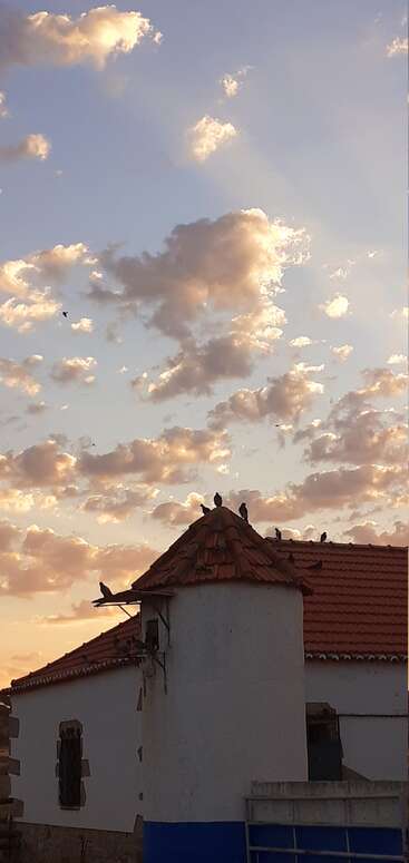 The image depicts a serene scene of a group of birds perched on a tree branch, with a few more birds flying in the sky, set against a clear blue sky.