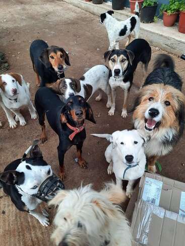 The image depicts a group of nine dogs of various breeds and sizes, standing on a dirt ground, with a cardboard box in the foreground.