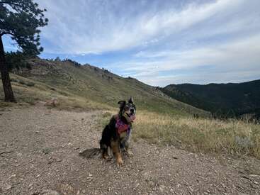 L'image représente un chien assis sur un chemin de terre, avec un paysage montagneux en arrière-plan et un ciel nuageux au-dessus. Le chien porte un bandana.