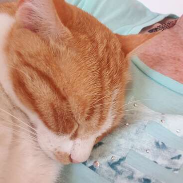 The image shows an orange and white cat sleeping on a person\'s shoulder, with the cat\'s head resting on their shoulder.