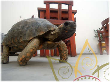 The image features a tortoise in a room with wooden furniture, including a chair and table, against a white wall with a plant in the background.