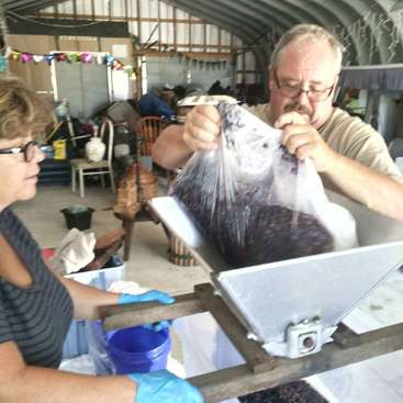 The image depicts a man and woman working together in a warehouse, processing a large bag of dark purple berries through a metal machine.
