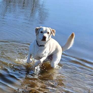 La imagen representa a un perro blanco con orejas y cola marrón claro corriendo por aguas poco profundas, con las patas delanteras salpicando la superficie.