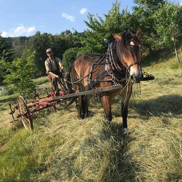 The image depicts a man sitting on a horse-drawn cart, surrounded by a lush field of hay, with trees visible in the background on a sunny day.