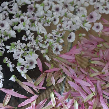 The image features a collection of delicate flowers and petals, with white blooms and pink petals scattered across a mesh screen, showcasing a natural beauty arrangement.