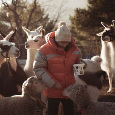 The image depicts a person in a red coat and white hat feeding a sheep, surrounded by other sheep and llamas in an outdoor setting.