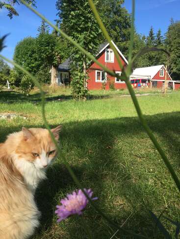 The image depicts a serene scene of a cat sitting in a grassy yard, with a red barn and trees in the background on a sunny day.