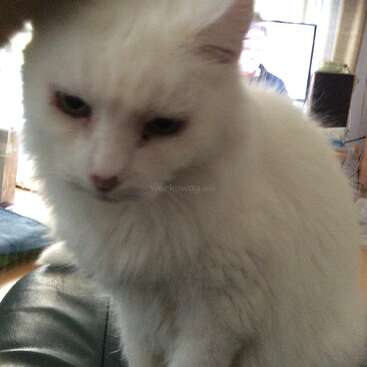 The image features a white cat with green eyes, sitting on a black leather couch, in a living room with a TV and window in the background.