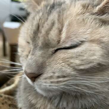 The image is a close-up of a cat\'s face, with its eyes closed and whiskers visible, set against a blurred background.