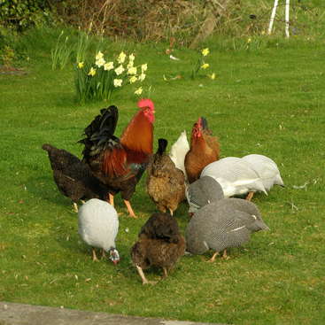 The image depicts a group of chickens and guinea fowl foraging on a lush grassy lawn, with daffodils blooming in the background.