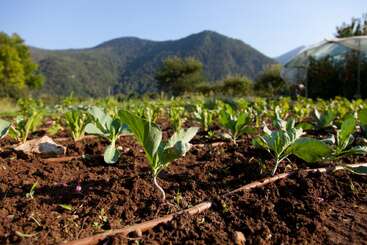 The image depicts a field of young plants with large green leaves, growing in rows on dark brown soil, with a mountain range in the background under a clear blue sky.