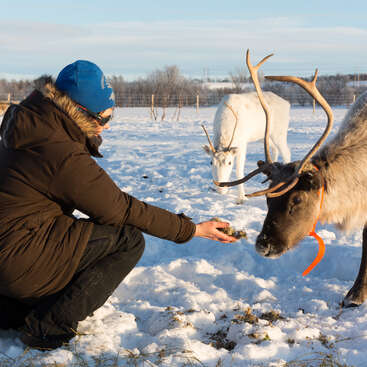 Eine Person in Winterkleidung füttert ein Rentier auf einer verschneiten Wiese, mit einem anderen Rentier im Hintergrund, vor einem blauen Himmel.