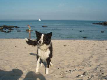 La imagen muestra un perro en blanco y negro de pie en una playa de arena, con una persona vadeando el agua detrás y un velero visible a lo lejos.