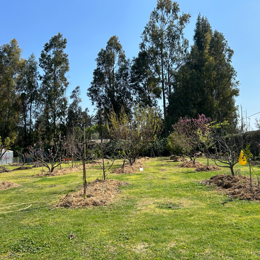A sunny orchard with young fruit trees planted in rows on green grass, surrounded by tall trees. A yellow hose and insect trap are visible.